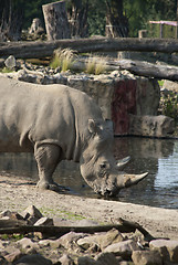 Image showing Rhinoceros drinking water