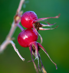 Image showing Rose hips (Rosa)