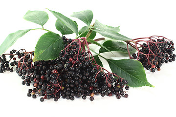 Image showing elder berries