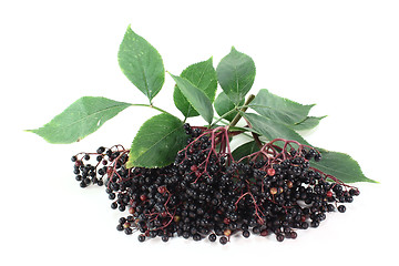 Image showing elder berries