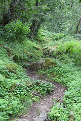 Image showing Forest in Norway