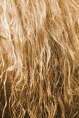 Image showing Blonde hair