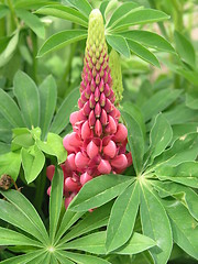 Image showing Purple lupine