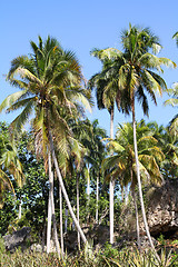 Image showing Cuba nature