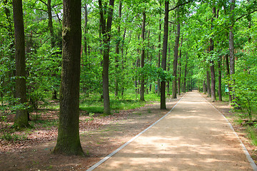 Image showing Forest in Poland