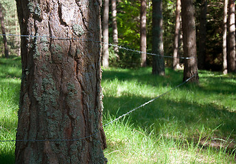 Image showing fenced trees