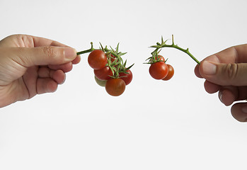 Image showing Two hands holding tomatos with stem
