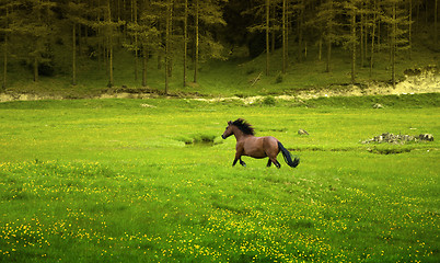 Image showing Brown horse galloping in green meadow