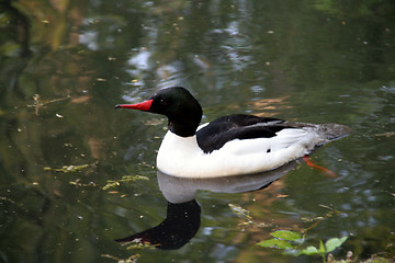 Image showing Bird