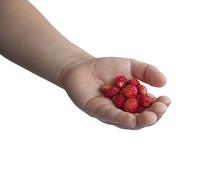 Image showing Children's hand with wild strawberries