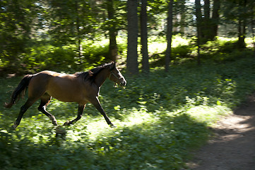 Image showing Galloping horse in the woods