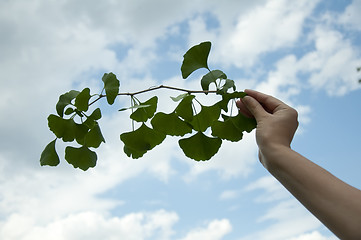 Image showing Hand with branch with leaves Ginkgo biloba