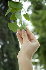 Image showing Outdoor ginkgo biloba leaves 