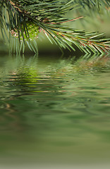 Image showing Pine branches and cone reflecting in the water