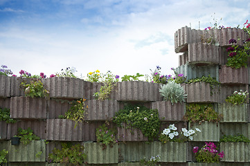 Image showing Flowers on wall