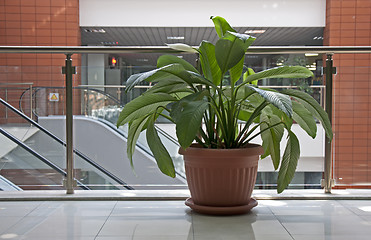 Image showing Office plants