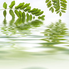 Image showing Green leaves reflecting in the water