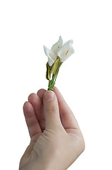 Image showing Hand gives small bouquet flowers