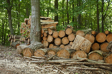 Image showing Pile of chopped woods in the forest