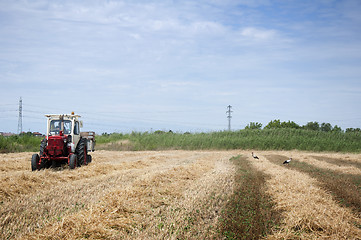 Image showing Tractor straw. Storks foraging