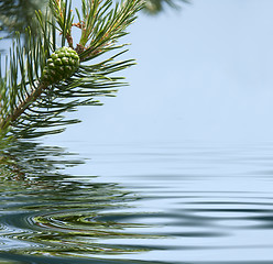 Image showing Pine branches and cone reflecting in the water