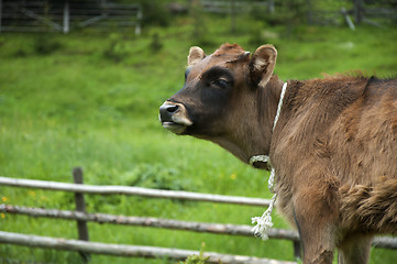 Image showing Brown young calf