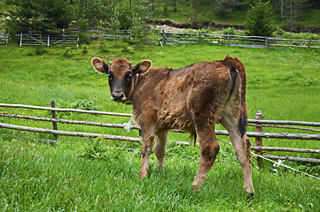 Image showing Brown young calf 