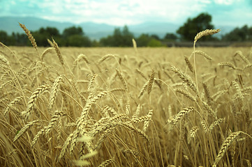 Image showing classes of wheat grain