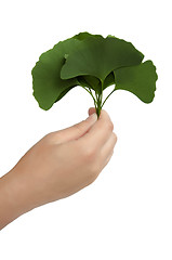 Image showing Hand with leaves Ginkgo biloba