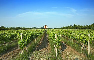 Image showing Vineyards 