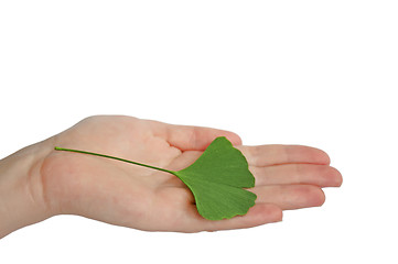 Image showing Hand with branch with leaves Ginkgo biloba