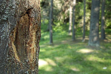 Image showing Pine resin on pine.