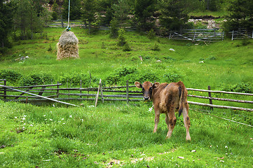 Image showing Broun young calf 