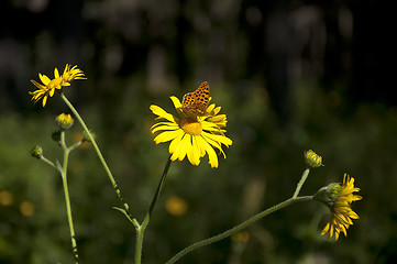 Image showing Butterfly on yellow daisies