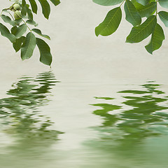 Image showing Green leaves and chestnuts  reflecting in the water