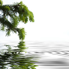 Image showing Pine branches reflecting in the water