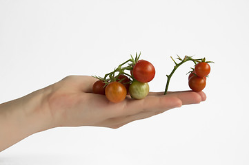 Image showing Hand holding cherry tomatos 