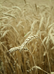 Image showing classes of wheat grain