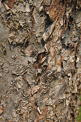 Image showing Bark texture.