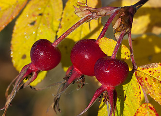 Image showing Rose hips against the yellow leaves