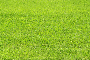 Image showing green grass