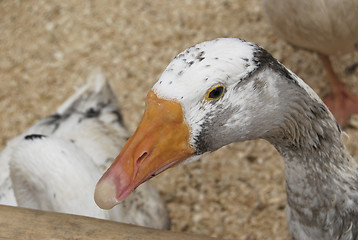 Image showing Goose Head