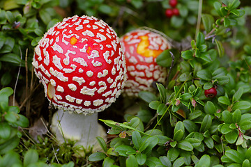 Image showing Red toxic Amanita muscaria mushroom