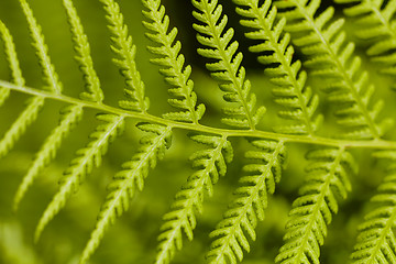 Image showing Green Leaf of Bracken (Pteridium)