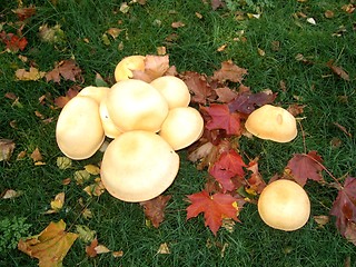 Image showing Mushrooms