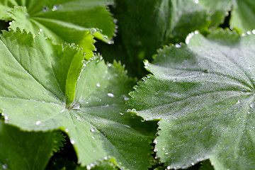 Image showing Dew drops on Alchemilla leaves