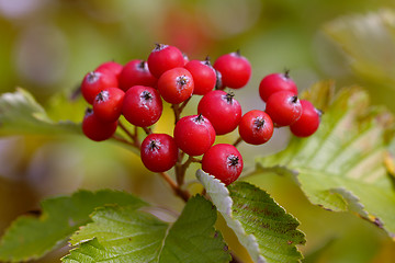 Image showing Red Viburnum berries close up