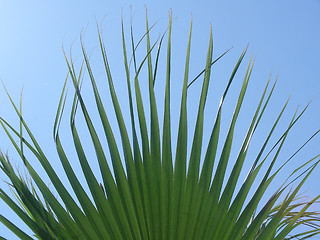 Image showing palm