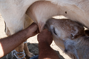 Image showing farmer and calf milking the cow 