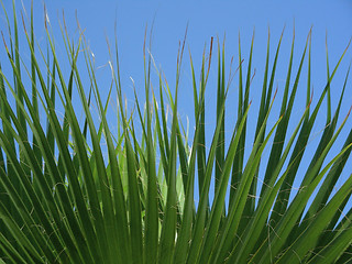 Image showing palm